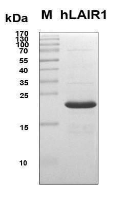 Recombinant Human LAIR-1 Protein