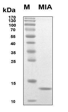 Recombinant Human MIA Protein, Antigen Grade