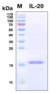Recombinant Human IL-20 Protein, Antigen Grade