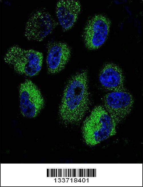 Anti-IL13 (C-term) Antibody