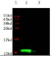 Anti-IGF-1 Antibody