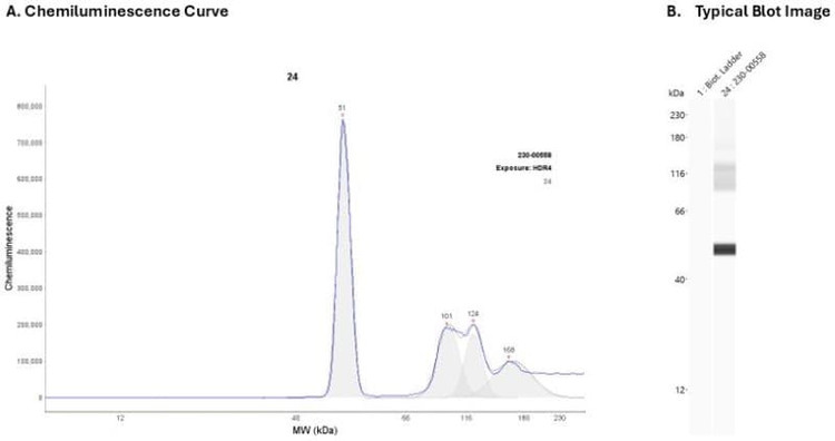 Recombinant protein: Cat. #230-00558 | Secondary Ab: Rabbit | Exposure: HDR | Expected MW (kDa): 50