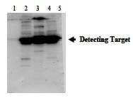 Anti-POMC Antibody