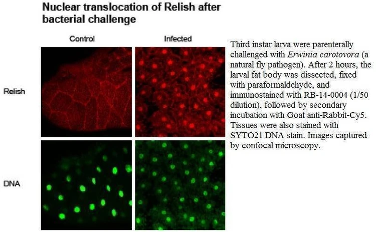 Anti-Relish Antibody
