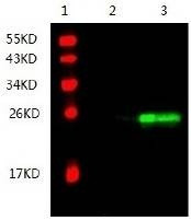 Anti-TIMP-3 Antibody