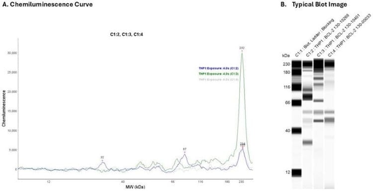 Cell Lysate: THP1 0.2 mg/ml | Secondary Ab: Rabbit | Exposure: 4 sec | Expected MW (kDa): 26