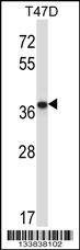 Anti-PPP2CB (C-term) Antibody