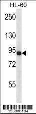 Anti-CD97 (C-term) Antibody