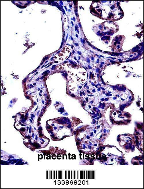 Anti-CD97 (C-term) Antibody