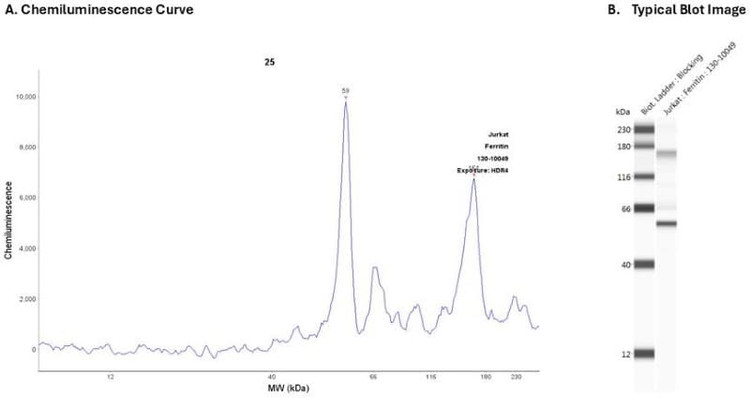 Cell Lysate: Jurkat | Secondary Ab: Rabbit | Exposure: HDR | Expected MW (kDa): 20