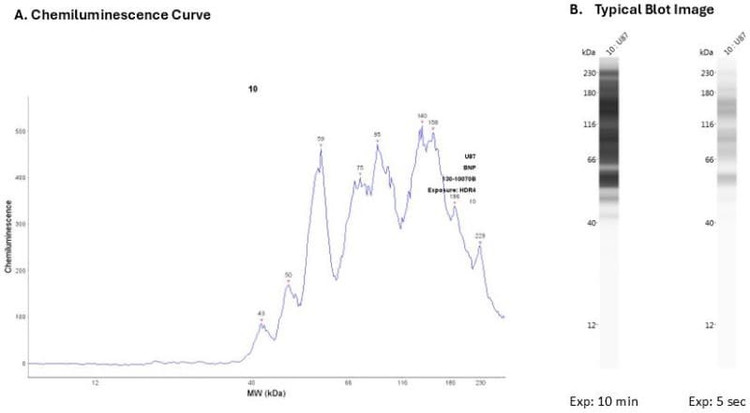 Cell lysate: U87 | Secondary Ab: HRP40 (Mouse) | Exposure: HDR | Expected MW (kDa): 15