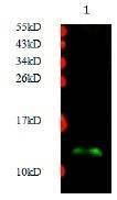 Anti-Heat shock protein 1 (HSPE1) Antibody