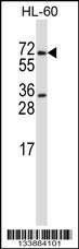 Anti-PRMT5 (N-term) Antibody