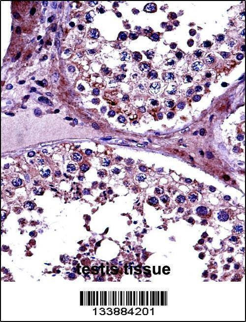 Anti-PRMT5 (N-term) Antibody