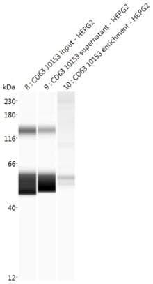 Cell lysate: HEPG2; CD63 Cat. #130-10153 direct conjugated beads | Secondary Ab: Rabbit | Exposure: HDR | Expected MW (kDa): 50-60
