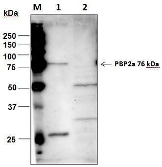 Anti-S. aureus PBP2a Antibody