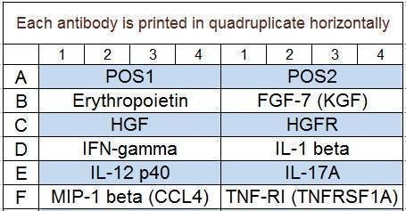 Canine Cytokine Array Q2