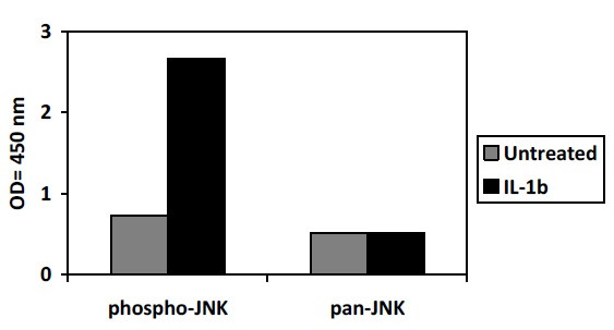 Phospho-JNK (T183/Y185) ELISA Kit