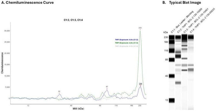 Cell Lysate: THP1 0.2 mg/ml | Secondary A: Rabbit | Exposure: 4 sec | Expected MW (kDa): 26