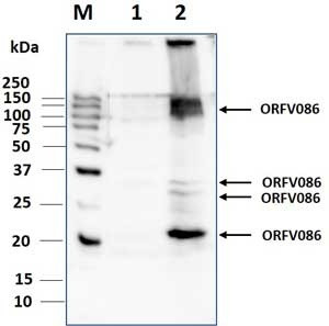 Anti-ORFV086 Antibody