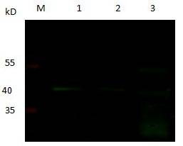 Anti-PGC Antibody
