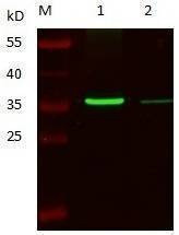 Anti-F3 Antibody