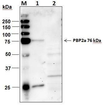 Anti-PBP2a Antibody