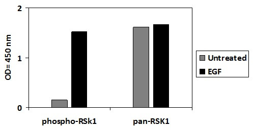 Human Phospho-RSK1 (S380) ELISA Kit