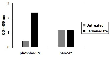 Human Phospho-SRC (Y419) ELISA Kit