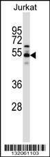 Anti-VPS4B (C-term) Antibody