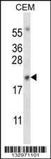 Anti-MYOG (N-term) Antibody