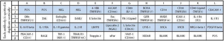 Human Receptor Array C1