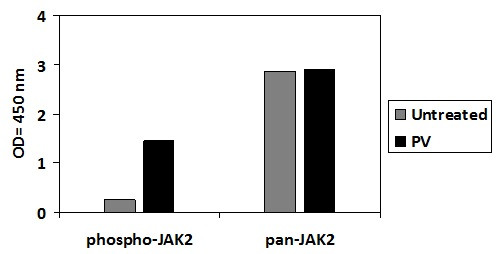 Human Phospho-JAK2 (Y1007/1008) ELISA Kit