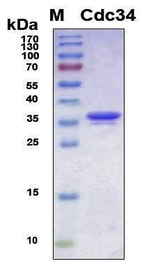 Recombinant Human UbcH3 (Cdc34) Protein