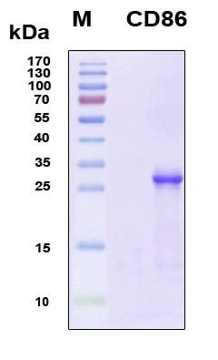 Recombinant Human CD86 Protein, Antigen Grade