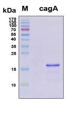 Recombinant Helicobacter cagA (C-Terminal) Protein