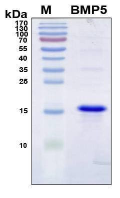 Recombinant Human BMP-5 Protein, Antigen Grade