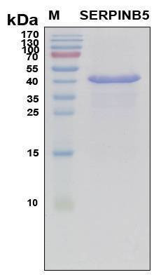 Recombinant Human Serpin B5 Protein, Antigen Grade