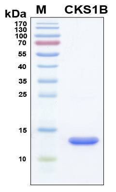 Recombinant Human CKS-1 Protein
