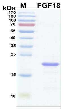 Recombinant Human FGF-18 Protein