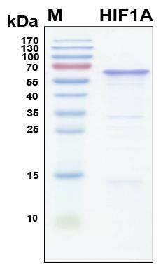 Recombinant Human HIF-1-alpha Protein