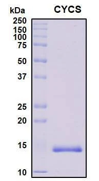 Recombinant Human Cytochrome c Protein