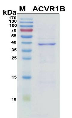 Recombinant Human ACTR-IB Protein, Antigen Grade