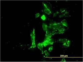Anti-CENPK Antibody