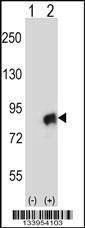 Anti-CUL4A (N-term) Antibody