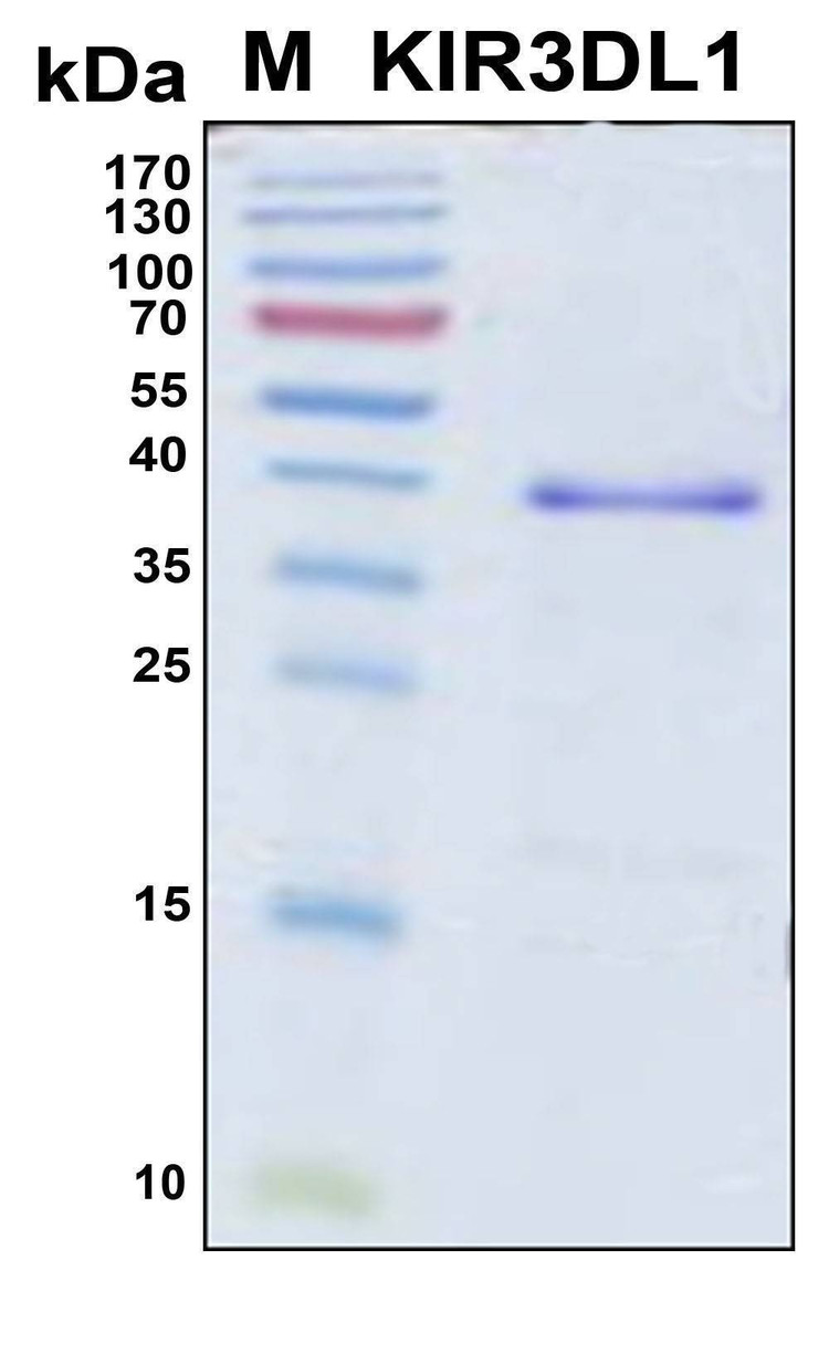 Recombinant Human KIR3DL1 Protein, Antigen Grade