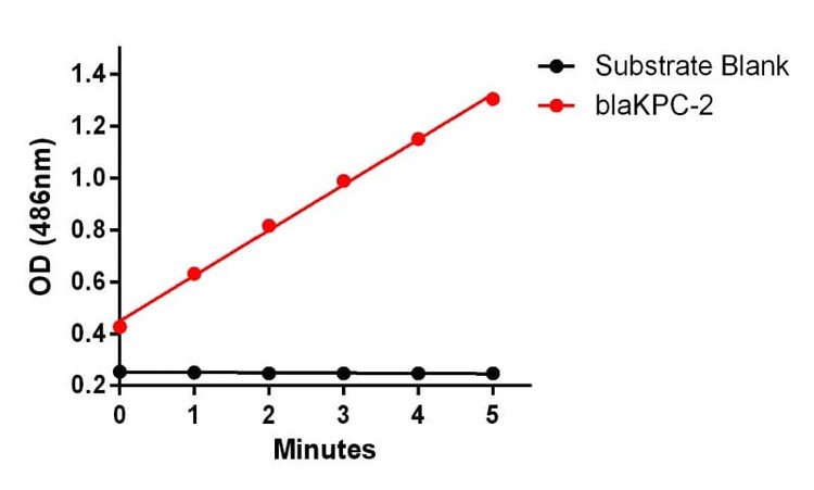 Recombinant Klebsiella pneumoniae blaKPC-2 Protein