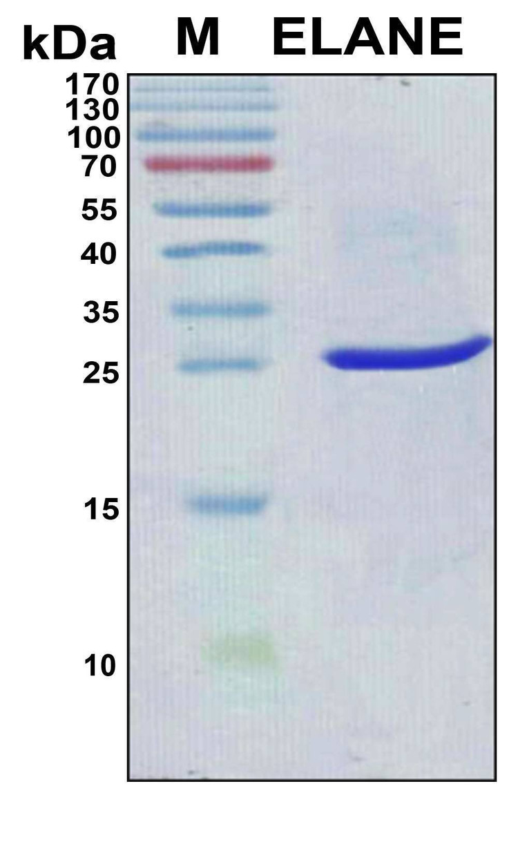 Recombinant Human Elastase Protein, Antigen Grade