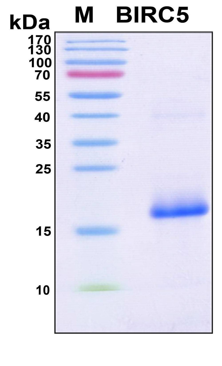 Recombinant Human API4 (BIRC5) Protein, Antigen Grade