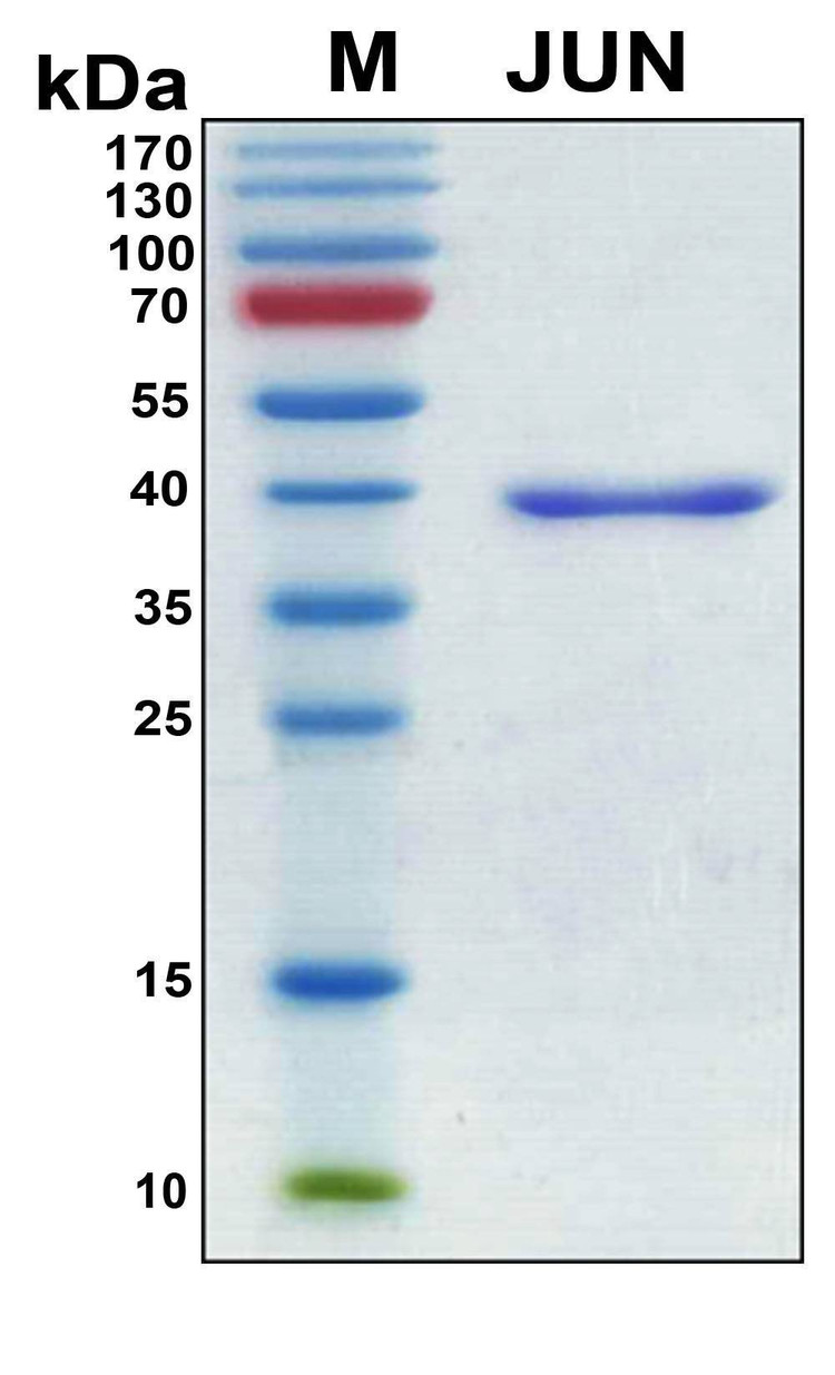 Recombinant Human AP1 Protein, Antigen Grade